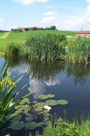 Blick_auf_den_Weiher_INT.jpg
